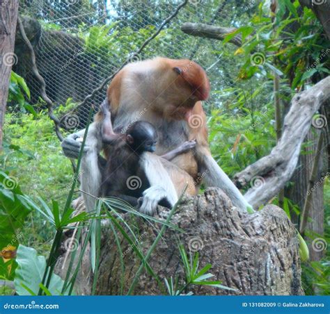 Proboscis Monkey Baby, Watch The Baby Proboscis Monkey & The Baby ...