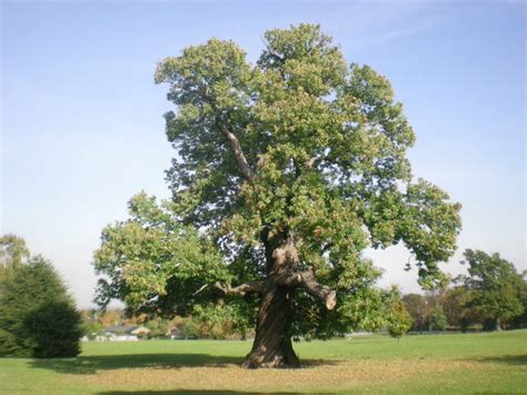 Chestnut | Diseases and Pests, Description, Uses, Propagation