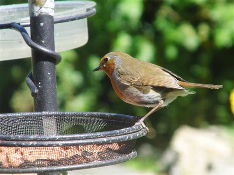 Robin,feeder,bird,garden,feeding - free image from needpix.com