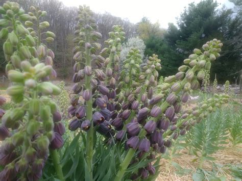 Fritillaria persica Fall-Planted Flower Bulbs – Hudson Valley Seed Company