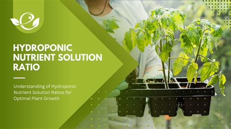 Complete guide about Hydroponic Nutrient Solution Ratios