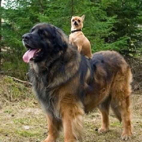 Huge Dogs (12 pics) - 1Funny.com