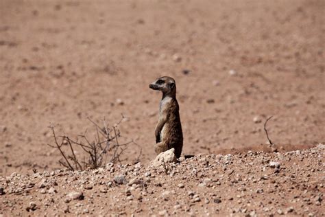 24 Wild Animals in Namibia [Wildlife in Namibia] - Kevmrc