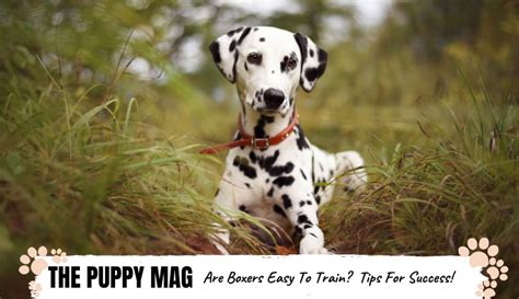 Are Dalmatians Easy To Train? Training Tips For Success – The Puppy Mag