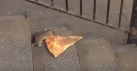 New York Pizza Rat Is The Perfect Metaphor For Something, Surely | HuffPost