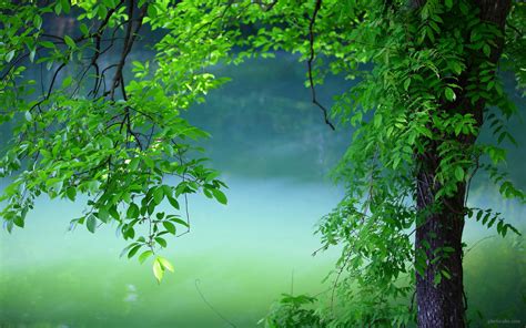 عکس درخت با برگهای سبز در تابستان tree green leaves summer