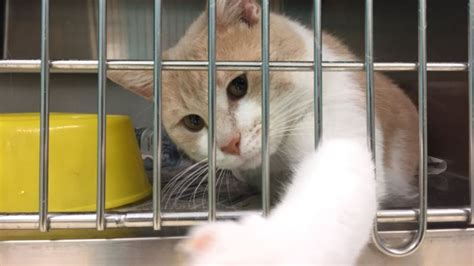 Free adoption event Saturday at the Cass County Animal Shelter! | WSBT