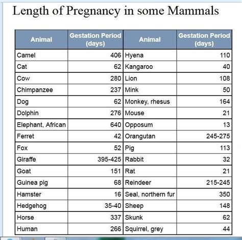 Animal Gestation Period Chart