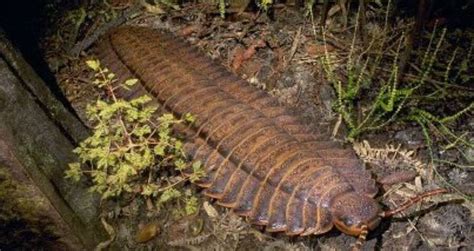 Archaeologists Excavate Fossil Of Car-Sized Millipede In England