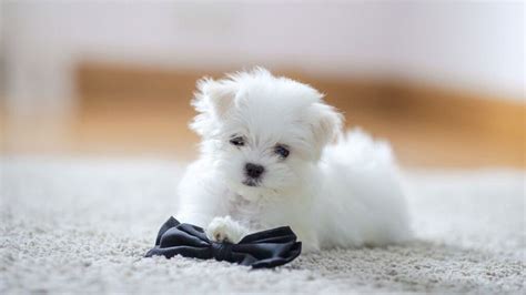 Teacup Maltese: A Complete Guide to Tiny Royal Companions – PawSafe