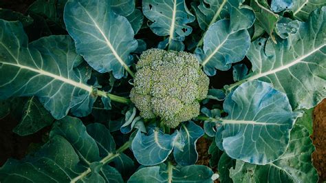 Learn How To Grow and When To Harvest Broccoli - Plants Spark Joy