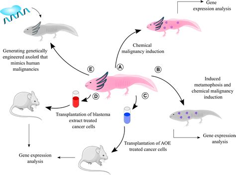 Axolotl: A resourceful vertebrate model for regeneration and beyond - Bölük - 2022 ...