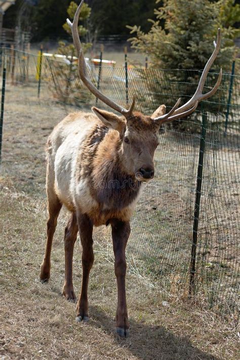 Bull Elk with Antlers in Winter Coat Stock Image - Image of focused ...