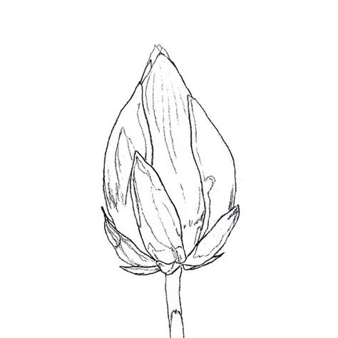 WS2006: White Water Lily Bud - Line Art | Workshop by Ruzann… | Flickr