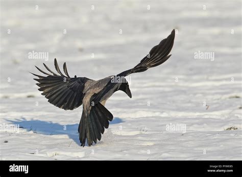 Crow landing hi-res stock photography and images - Alamy