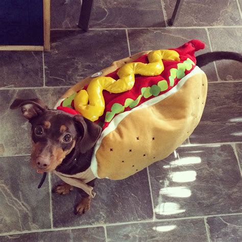 Who wore it best? Choose which weiner dog makes the best weiner – SheKnows