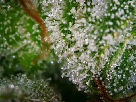 Are these trichomes ready for harvest? This is a slightly Sativa ...