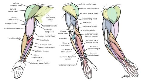 Dynamic Anatomy for Artists - Drawing the Muscles of the Arm - Design Cuts