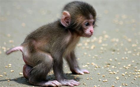 Baby monkey, primate, monkey, ape, baby, HD wallpaper | Peakpx