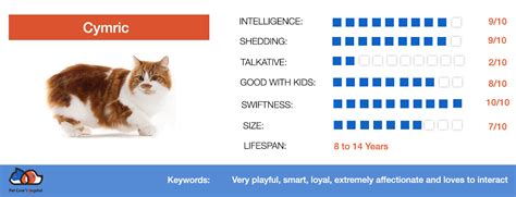 Cymric Cat | All Cat Breeds | All Cat Types | Pet Care Hospital