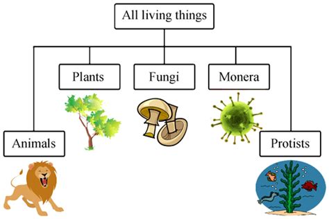 Classifying Living Things 2019 (TCE) Diagram | Quizlet