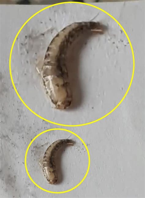 Two people living miles apart discover 'worm-like parasites' in tap water | Metro News