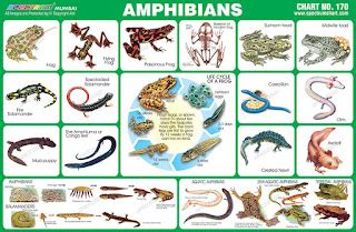 Spectrum Educational Charts: Chart 170 - Amphibians