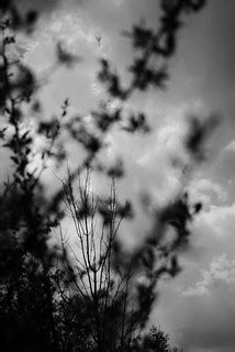 Flat branch, round clouds | Best seen large. | Bird Eye | Flickr