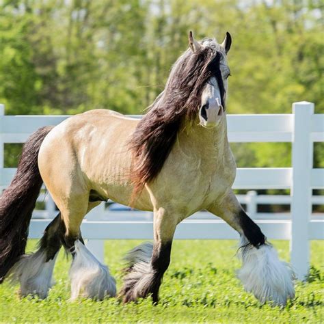 Segway - Buckskin Gypsy Vanner Stallion out of Taskin # ...