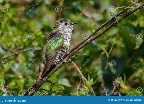 Shining Bronze Cuckoo on Migration To New Zealand Stock Image - Image of native, endemic: 156975749