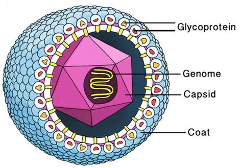 7.9: Virus Structures - Biology LibreTexts