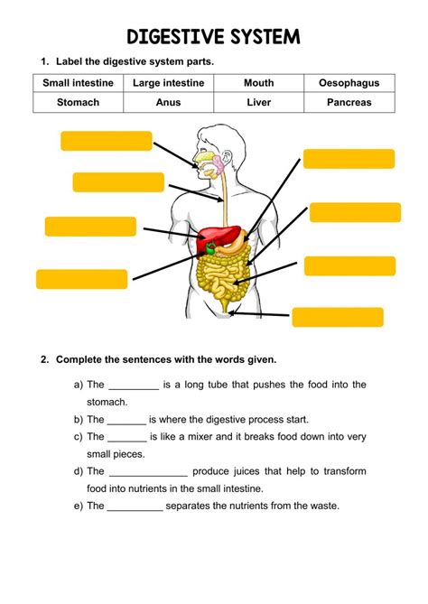 the digest diagram is shown in this worksheet