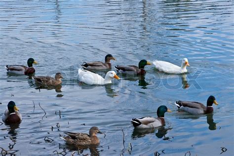 Ducks swimming on a pond | Stock image | Colourbox