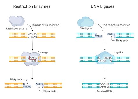 Restriction Enzymes vs DNA Ligases | BioRender Science Templates