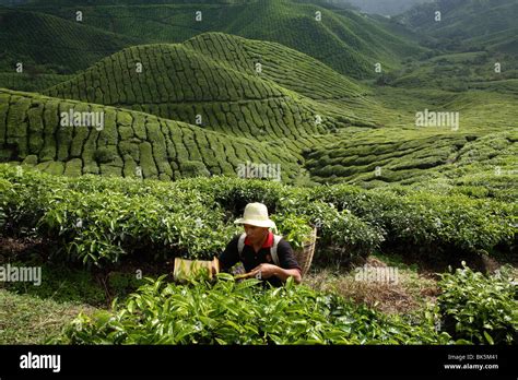 Tea harvesting at BOH Tea Plantation, in Cameron Highlands, Malaysia ...