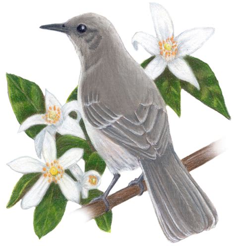 Florida State Bird and Flower: Mockingbird / Mimus polyglottos | Orange Blossom / Citrus sinensis