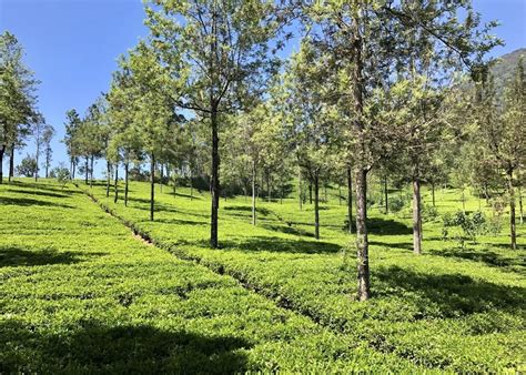 Visit Nuwara Eliya on a trip to Sri Lanka | Audley Travel