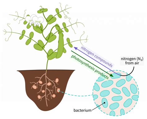 Rhizobium: nitrogen fixing bacteria – Inanimate Life
