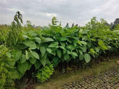 Kadam Tree Plantation in Farrukhabad by Harshit Nursery & Plantation | ID: 24481295097