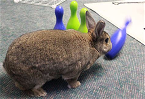 Games to Play with Your Pet Rabbit | Playing with Bunnies
