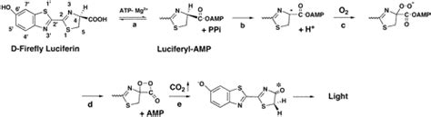 Eastern Firefly Luciferase