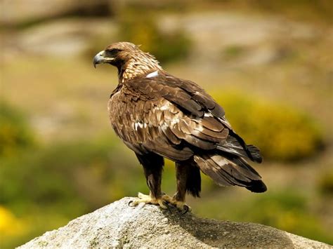 Golden Eagle Bird Facts (Aquila chrysaetos) | Birdfact