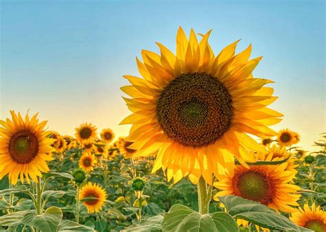 When is sunflower season? 🌻 📅 A comprehensive guide