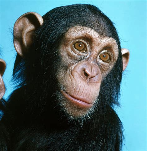 Chimpanzee Pan Troglodytes Photograph by Toni Angermayer - Pixels