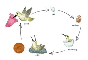 Life Cycle – Pollinator Quest