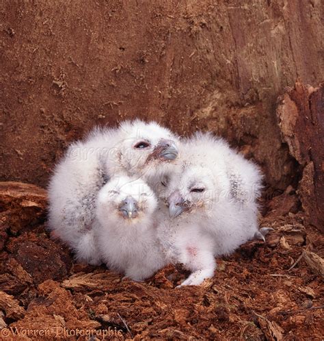 Tawny Owl chicks photo WP06528