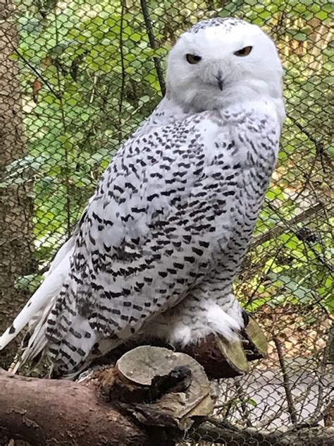 Snowy owl chicks are ready for winter!