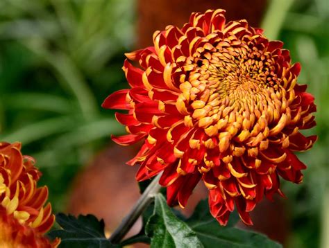 November's Birthflower: The Colorful Chrysanthemum | Avas Flowers