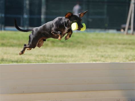 Dog Boarding and Training - PHD Obedience