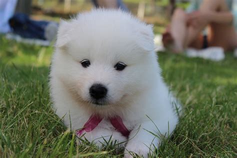 Free photo: Dog, Puppy, Samoyed, Spitz, White - Free Image on Pixabay - 747460